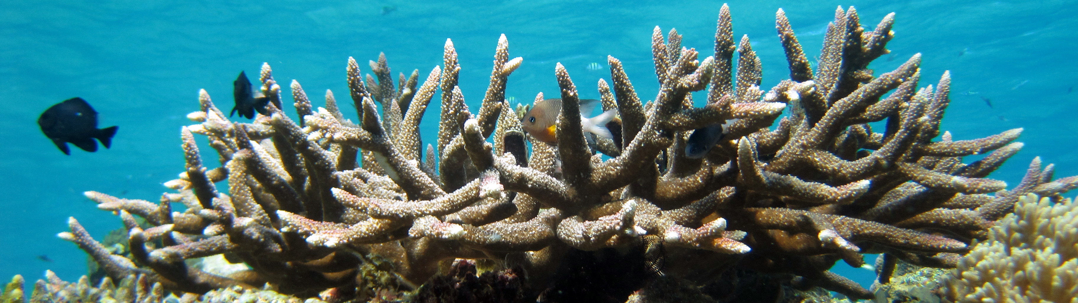 Icon Reef