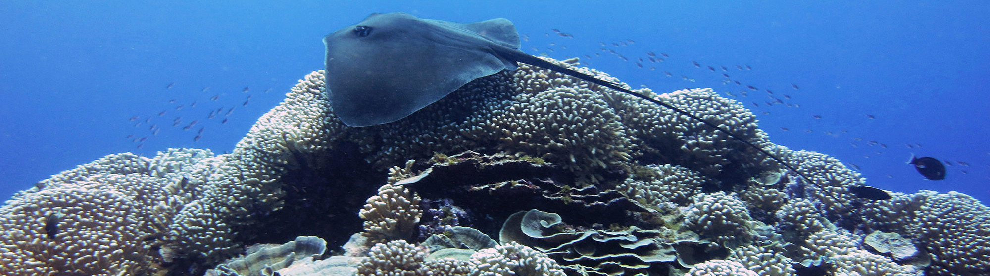 Icon Reef