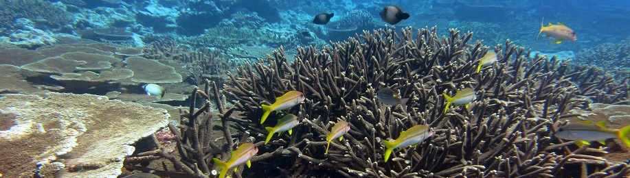 Icon Reef