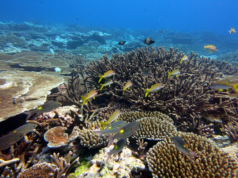 Coral Reef Photo