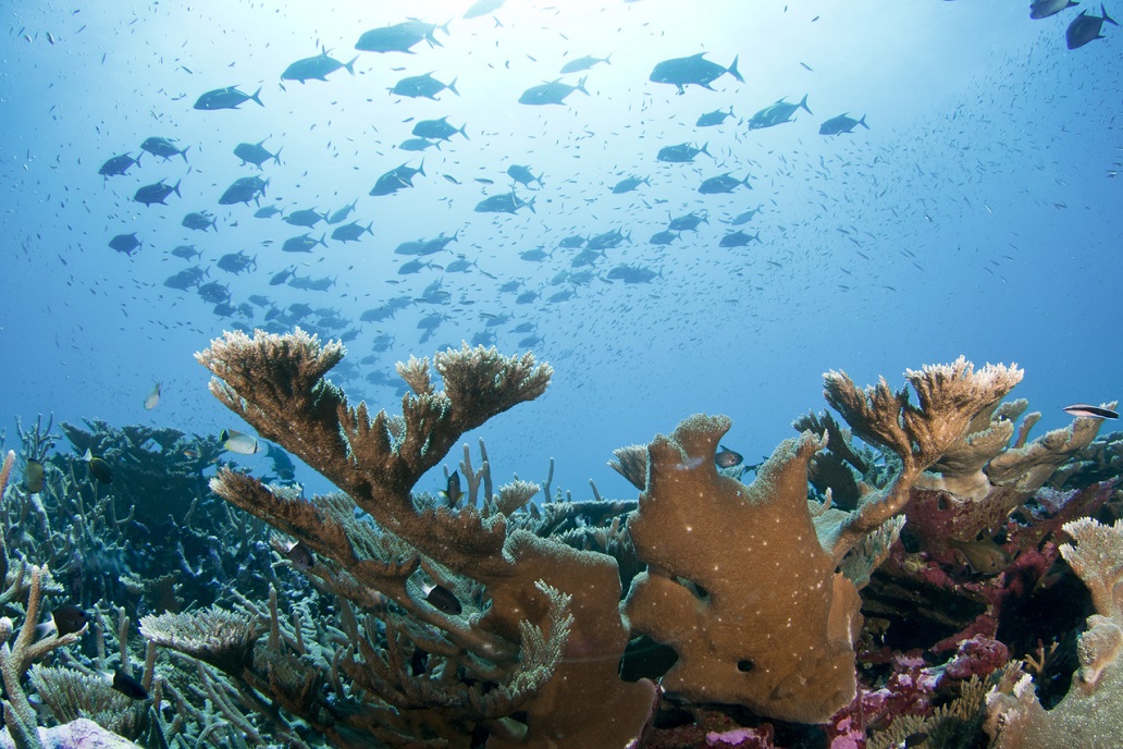 Coral Reef Photo