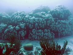 coral polyps