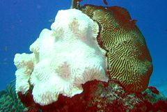 bleached coral