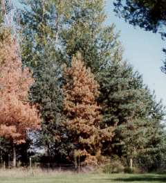 brown trees