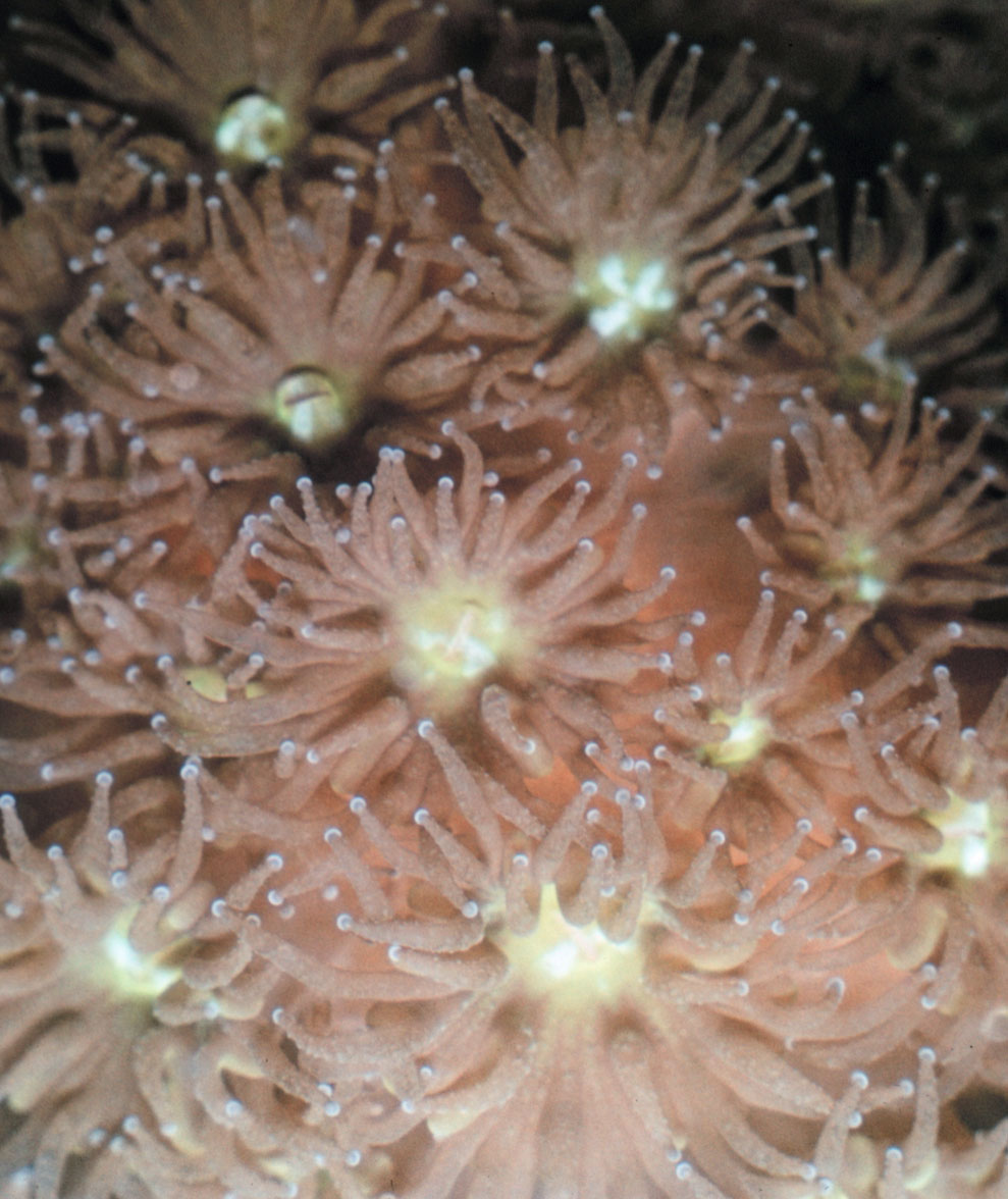 coral polyp close-up