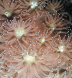 coral polyps