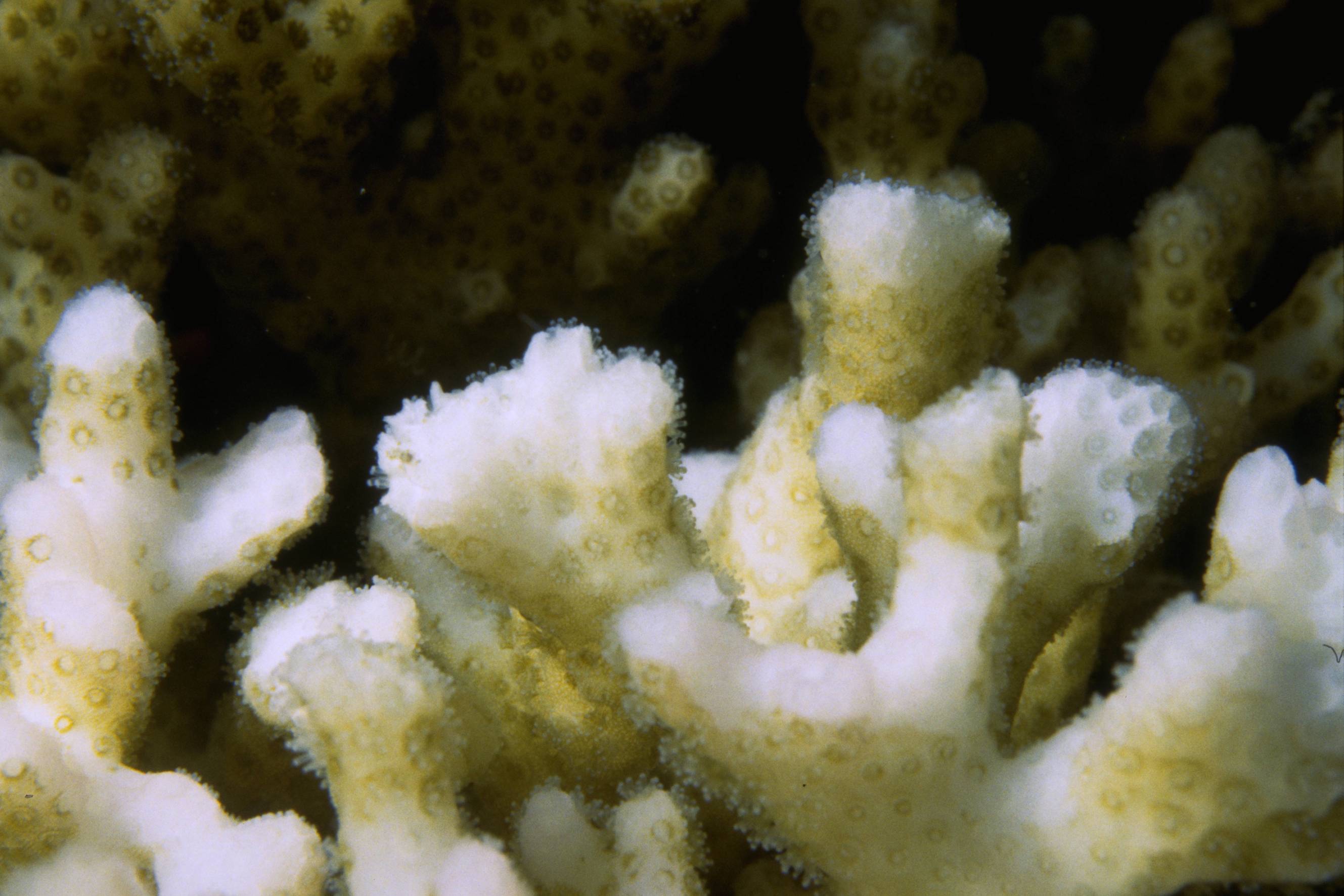 bleached coral