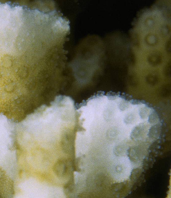 bleached coral