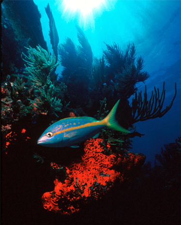 yellowtail snapper