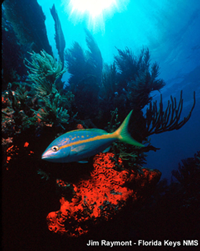 coral reef scene