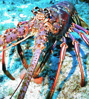 Spiny Lobster Florida Keys