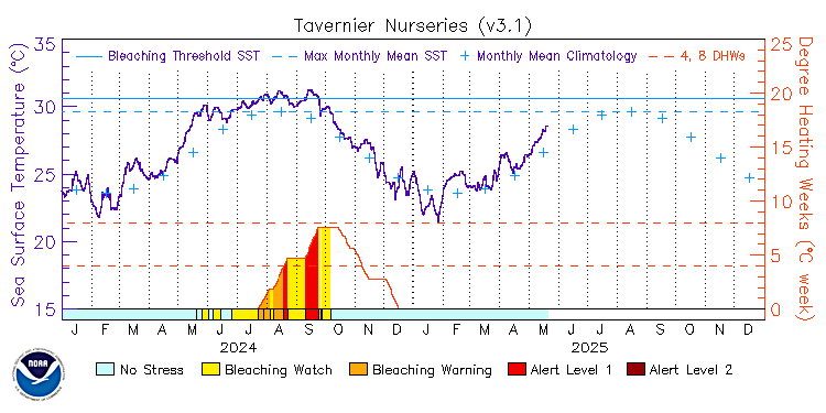 current SST time series